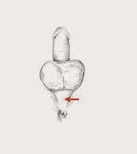 potensial əzələləri və potensial artırmaq üçün gərginliyi